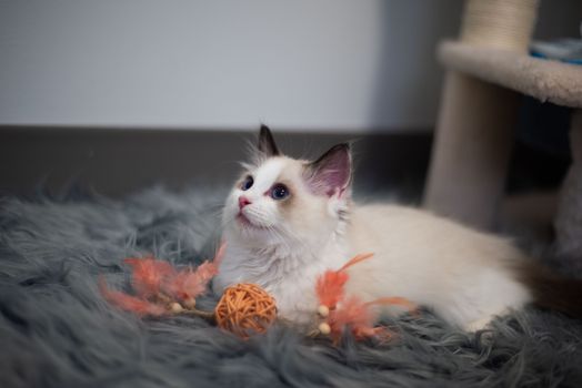 Best Laser Cat Toys with Feathers in 2026
