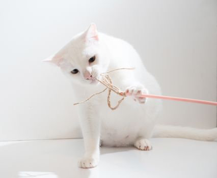Best Feather Teaser Sticks for Cats in 2026
