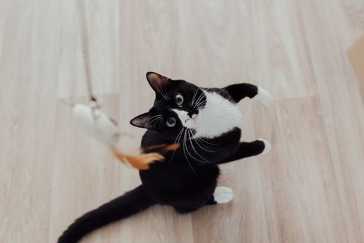 Best Feather Wand Interactive Cat Toys in 2026