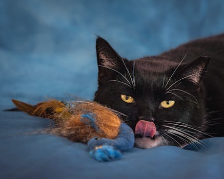 Best Sturdy Feather Wand Toys for Cats in 2026