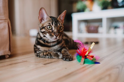 Best Feather Wand Toys for Cats in 2026