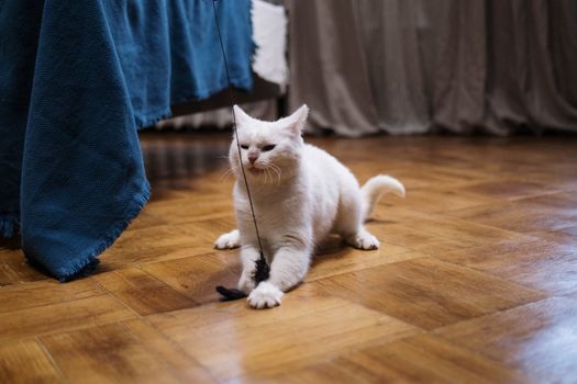 Best Interactive Laser Wand Cat Toys in 2026