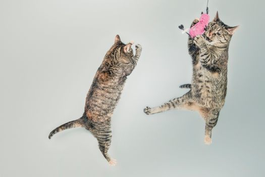 Best Motion-Activated Interactive Cat Toys in 2026