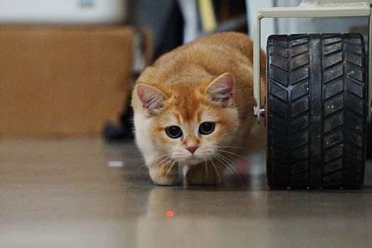Best Automatic Laser Cat Toys in 2026