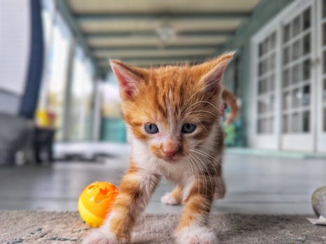 Best Laser Toys for Interactive Cats in 2026