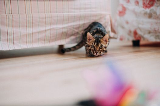 Best Automatic Laser Pointer Toys for Cats in 2026
