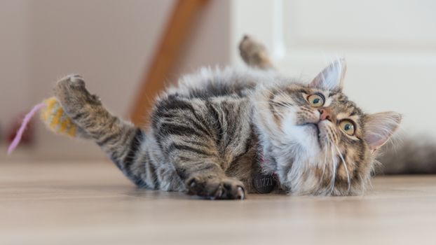 Best Laser Pointer Cat Toys in 2026