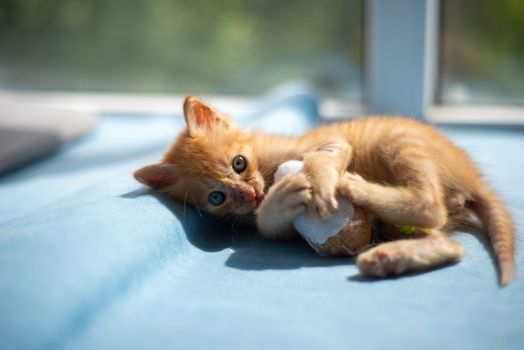Best Realistic Mouse Toys for Cats in 2026