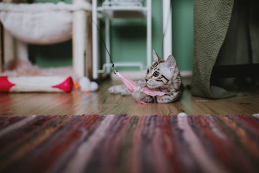 Best Puzzle Feeder Toys for Cats in 2026