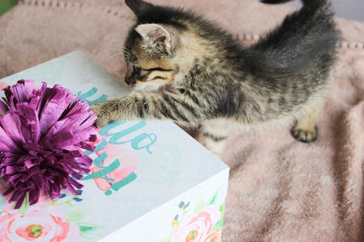 Best Cat Toy Subscription Boxes in 2026