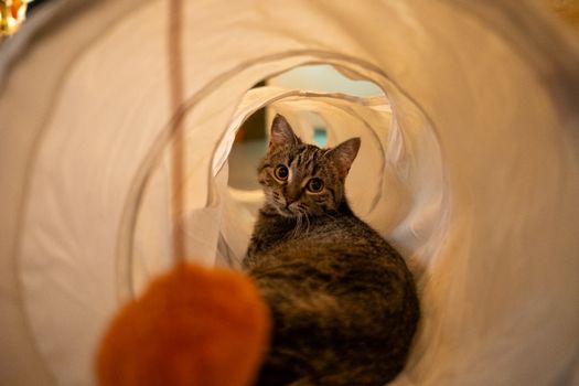 Best Tunnel Crawl Interactive Cat Toys in 2026