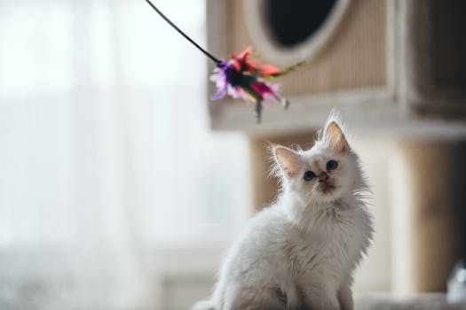 Best Wand Toys for Cats in 2026
