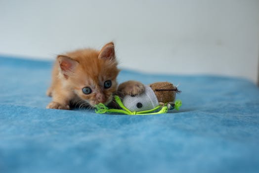 Best Cat Toys for Kittens in 2026