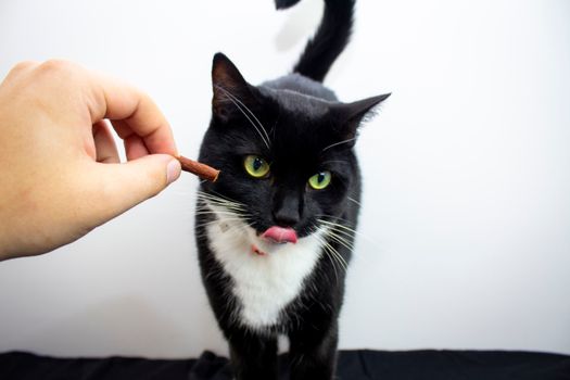 Best Chicken Freeze-Dried Cat Treats in 2026