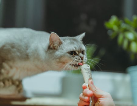 Best Salmon Fish Flavored Cat Treats in 2026
