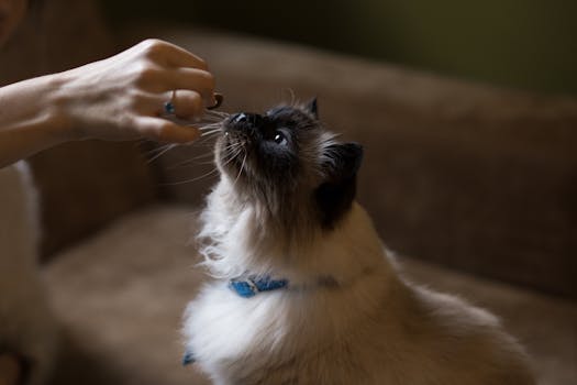 Best Dental Health Cat Treats in 2026