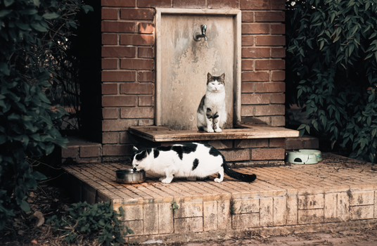 Best Automatic Cat Water Fountains in 2026