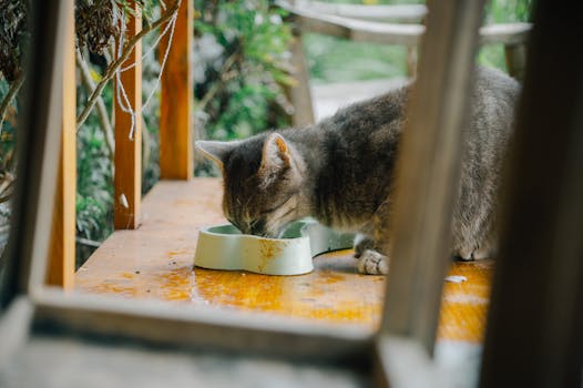 Best Wet Cat Food for Kidney Health in 2026