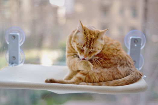 Best Suction Cup Window Perches for Cats in 2026