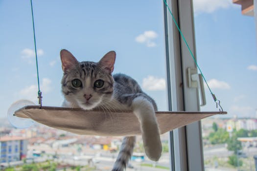 Best Cat Window Perches in 2026