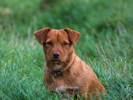 Best Natural Anxiety Medication for Dogs in 2026