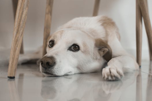 Best Dog Anxiety Supplements in 2026