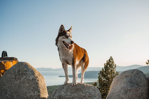 Best Natural Anxiety Supplements for Dogs in 2026