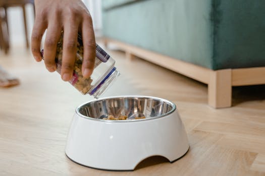 Best Anxiety-Relief Treats for Dogs in 2026