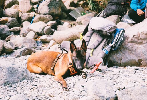 Best Hiking Backpacks for Dogs in 2026