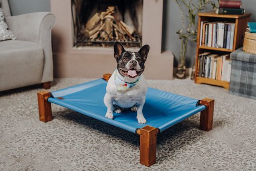 Best Elevated Cooling Mesh Dog Beds in 2026