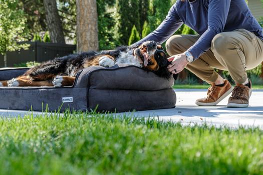 Best Large Orthopedic Dog Beds in 2026