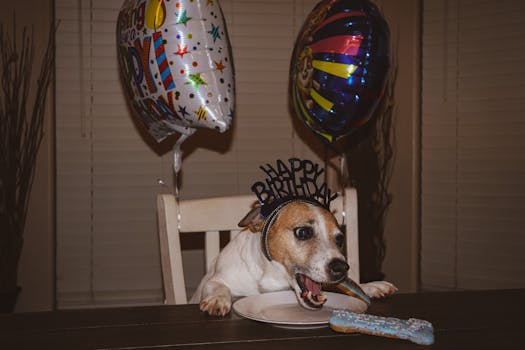 Best Dog Birthday Treats and Cakes in 2026