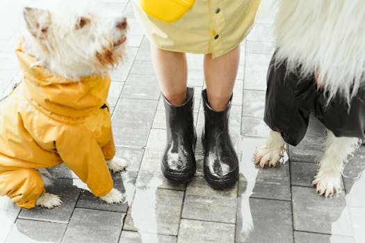 Best Dog Boots for Paw Protection in 2026