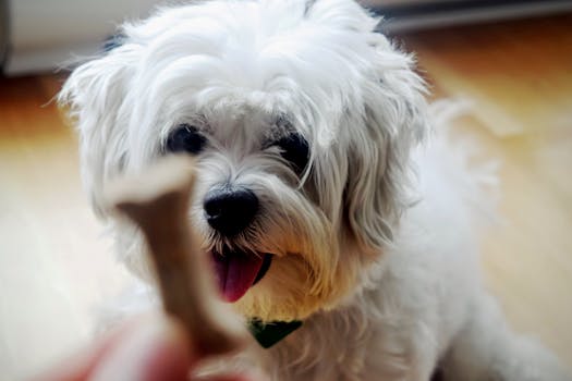 Best Calming Treats for Dogs in 2026