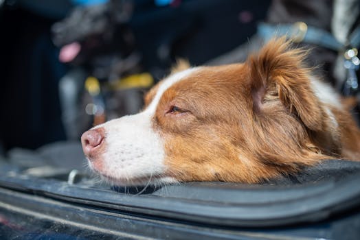 Best Dog Car Seat Covers in 2026