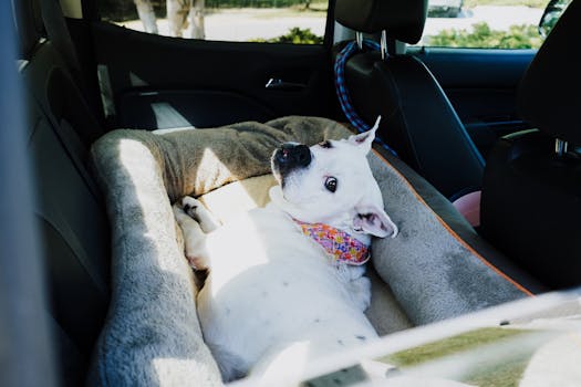 Best Dog Car Seats in 2026