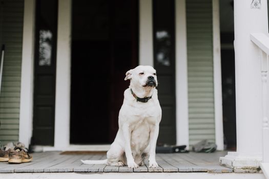 Best CBD Dog Treats for Anxiety in 2026