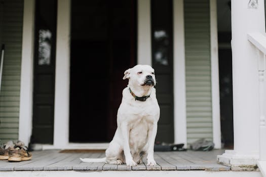 Best CBD Products for Dog Anxiety in 2026