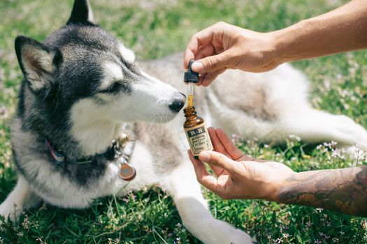 Best CBD Oil for Dog Anxiety in 2026