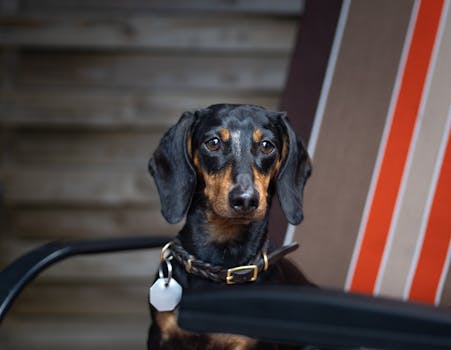 Best Comfortable Dog Collars in 2026