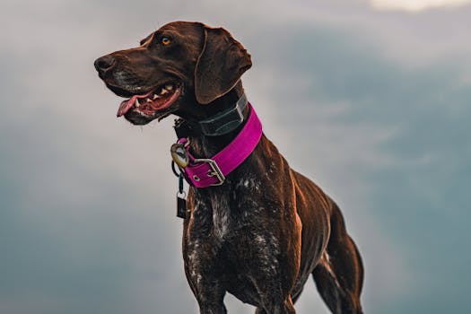 Best GPS Dog Collars with Tracking in 2026