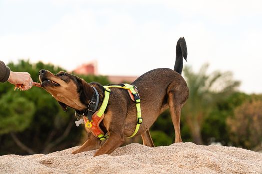 Best No Pull Dog Collars and Harnesses in 2026