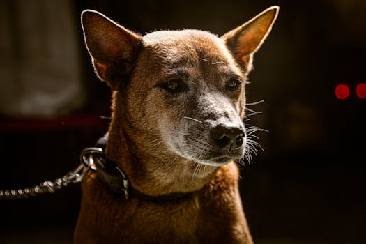 Best Front-Clip No-Pull Dog Collars in 2026