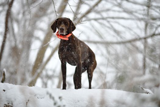 Best GPS Tracking Dog Collars in 2026