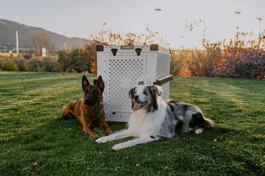 Best Airline-Approved Dog Crates in 2026