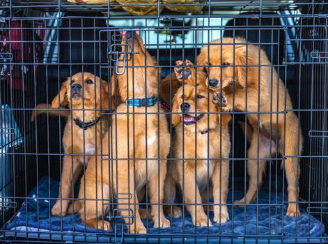 Best Soft Dog Training Crates in 2026