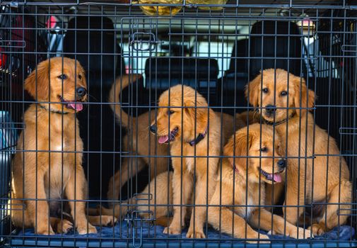 Best Portable Dog Travel Crates in 2026