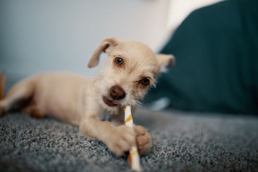 Best Dental Chew Sticks for Dogs in 2026