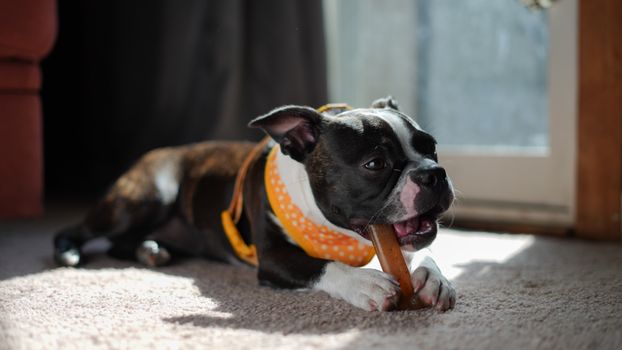 Best Dental Chews for Dogs in 2026