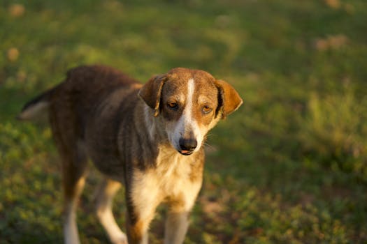 Best Natural Dog Dewormers in 2026